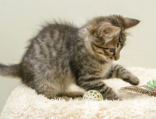 One Is the Loneliest Number: Single Kitten “Syndrome” Behaviors