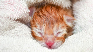 Feline Neonatal Isoerythrolysis image