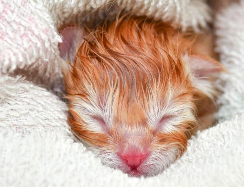 Preventing, Recognizing and Treating Feline Neonatal Isoerythrolysis