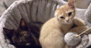 Orange kitten and torti kitten