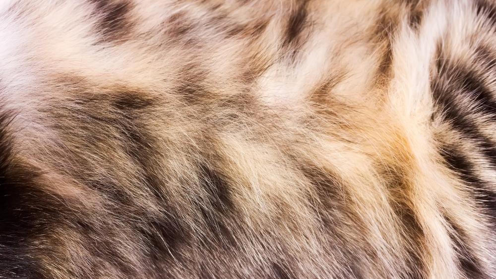 Brown Cat Fur