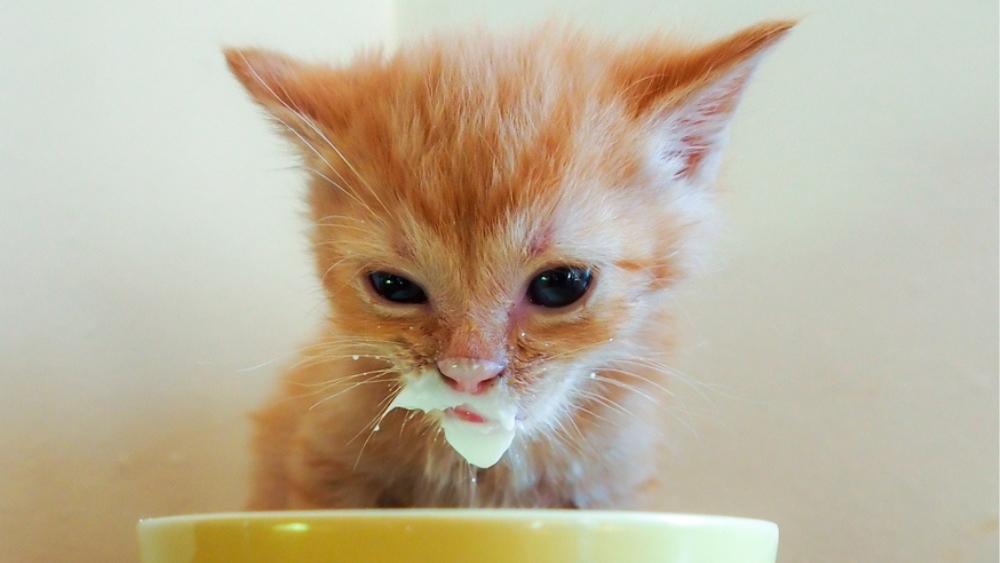 orange kitten drinking formula