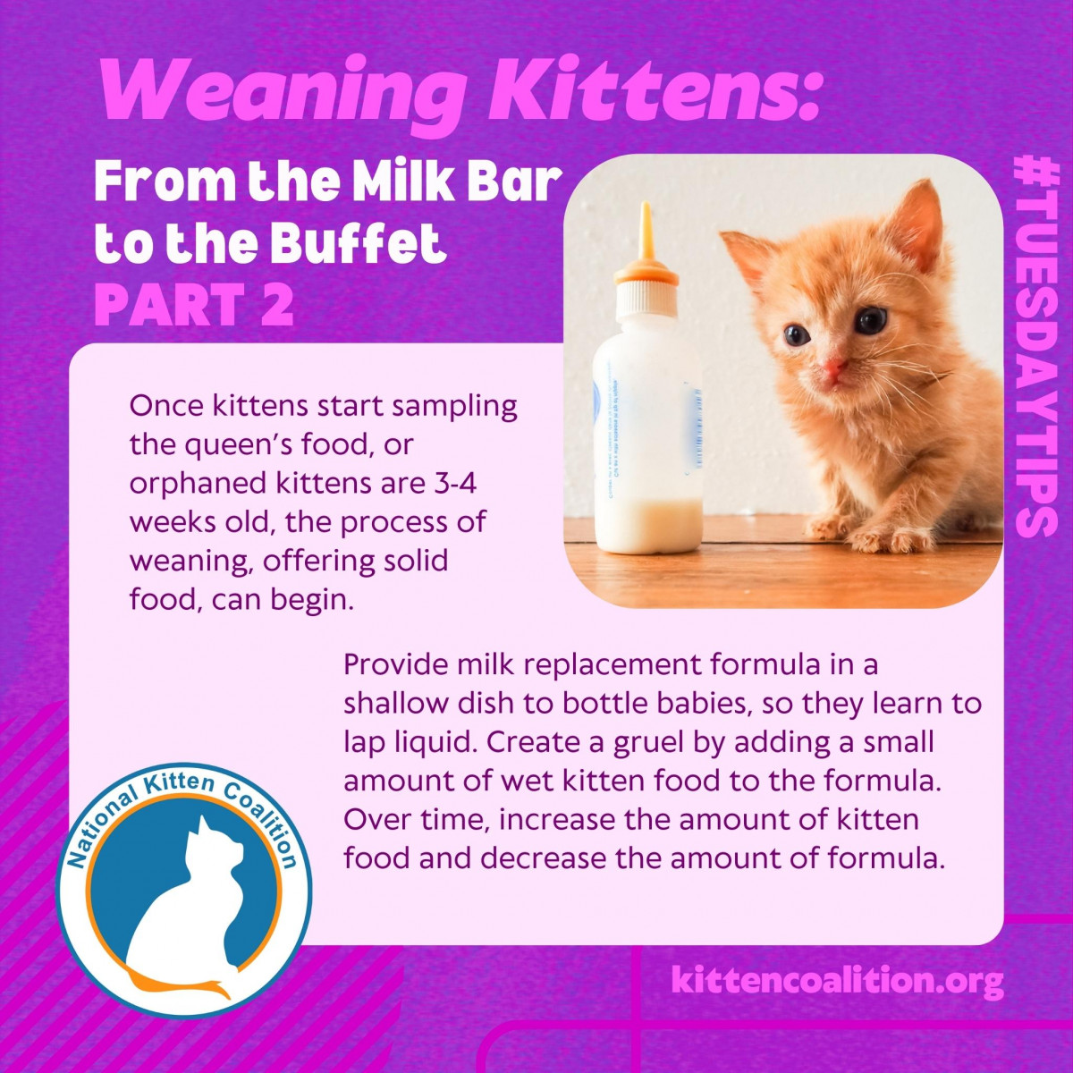 Weaning Kittens From the Milk Bar to the Buffet (Part 2) National