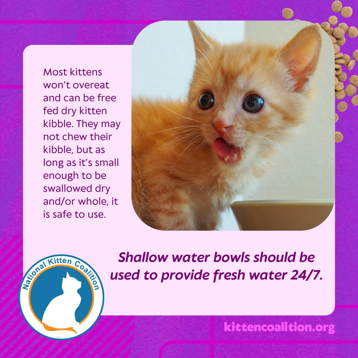 Weaning Kittens From the Milk Bar to the Buffet (Part 2) National