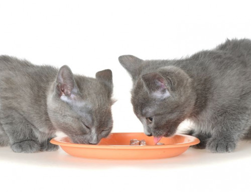 Providing a Consistent Diet to Kittens and Cats