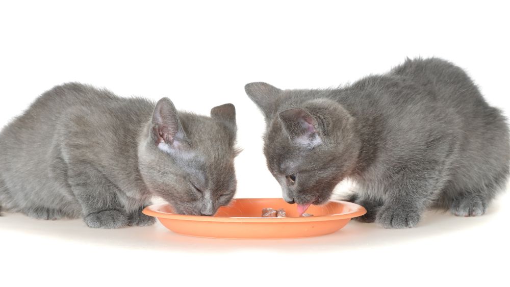 Two gray kittens eating out of a flat bowl