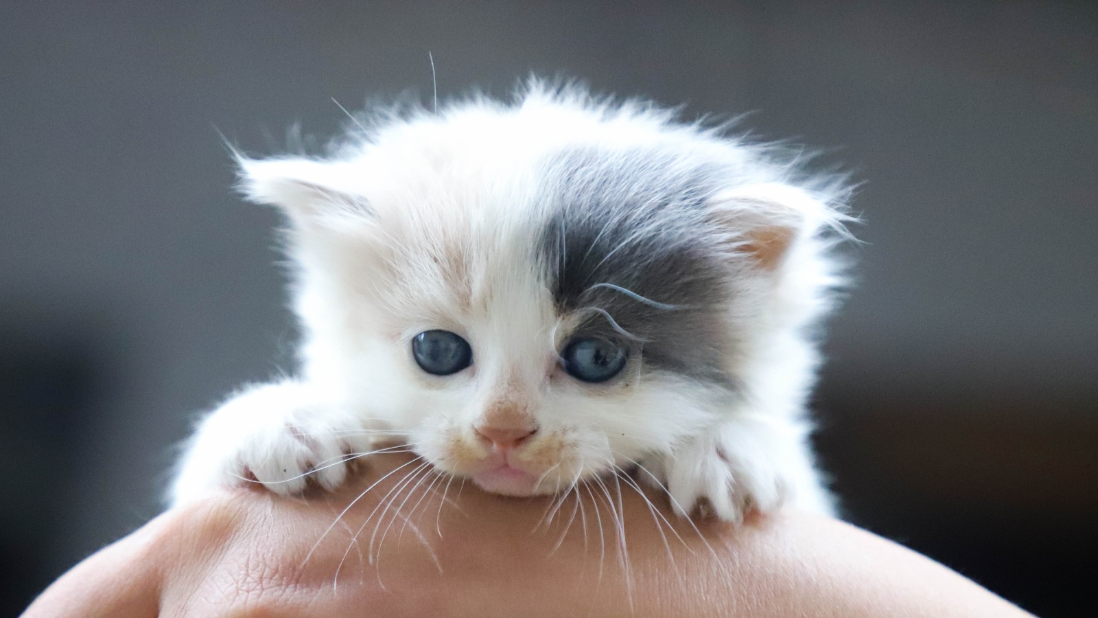 closeup of gray and white kitten in hand