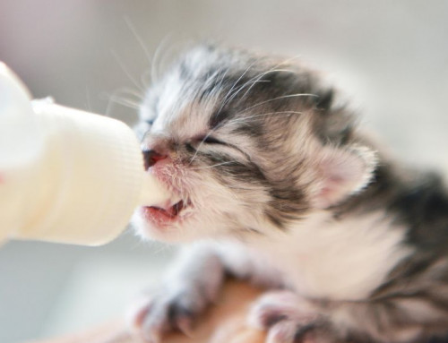 Aspiration Pneumonia in Kittens