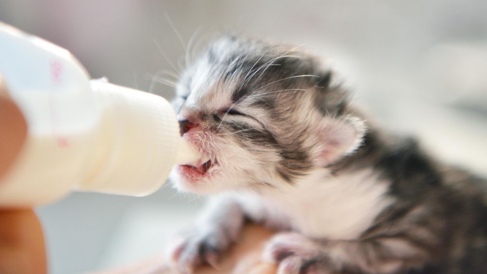 Gray tabby kitten being bottle-fed