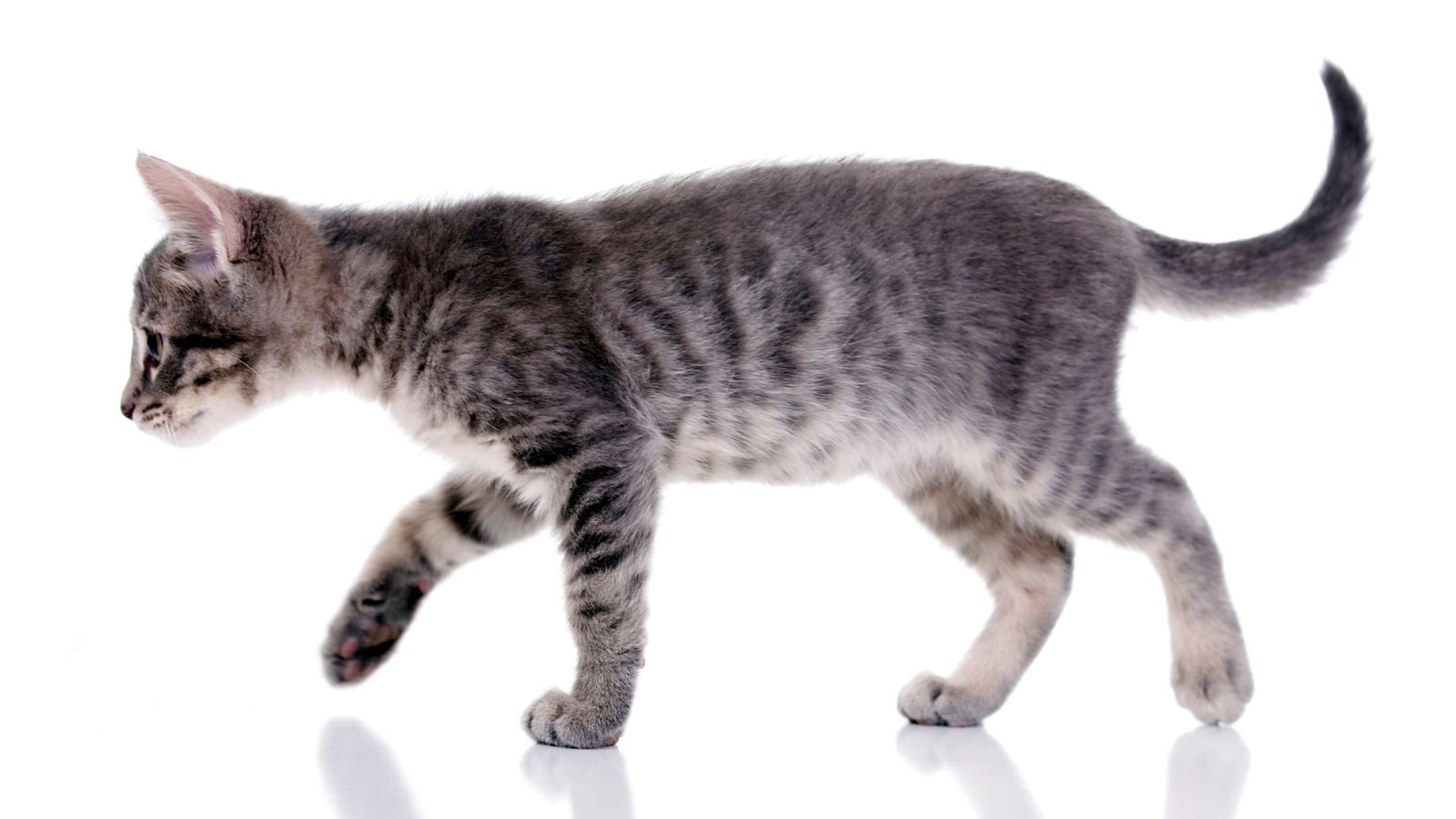 gray kitten walking