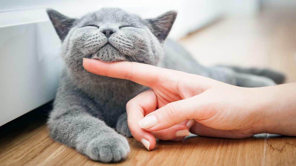 close up of finger rubbing a gray cat under his chin
