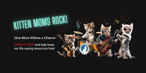 Photo of four piece kitten rock band with Kitten Moms Rock as title