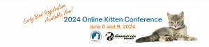 Online Kitten Conference with gray kitten lying down