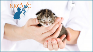 Veterinarian holding a tabby newborn kitten