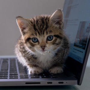 Small striped kitten sitting on laptop keyboard and looking at camera