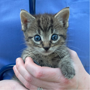 tabby kitten held by veterinarian in blue scrubs