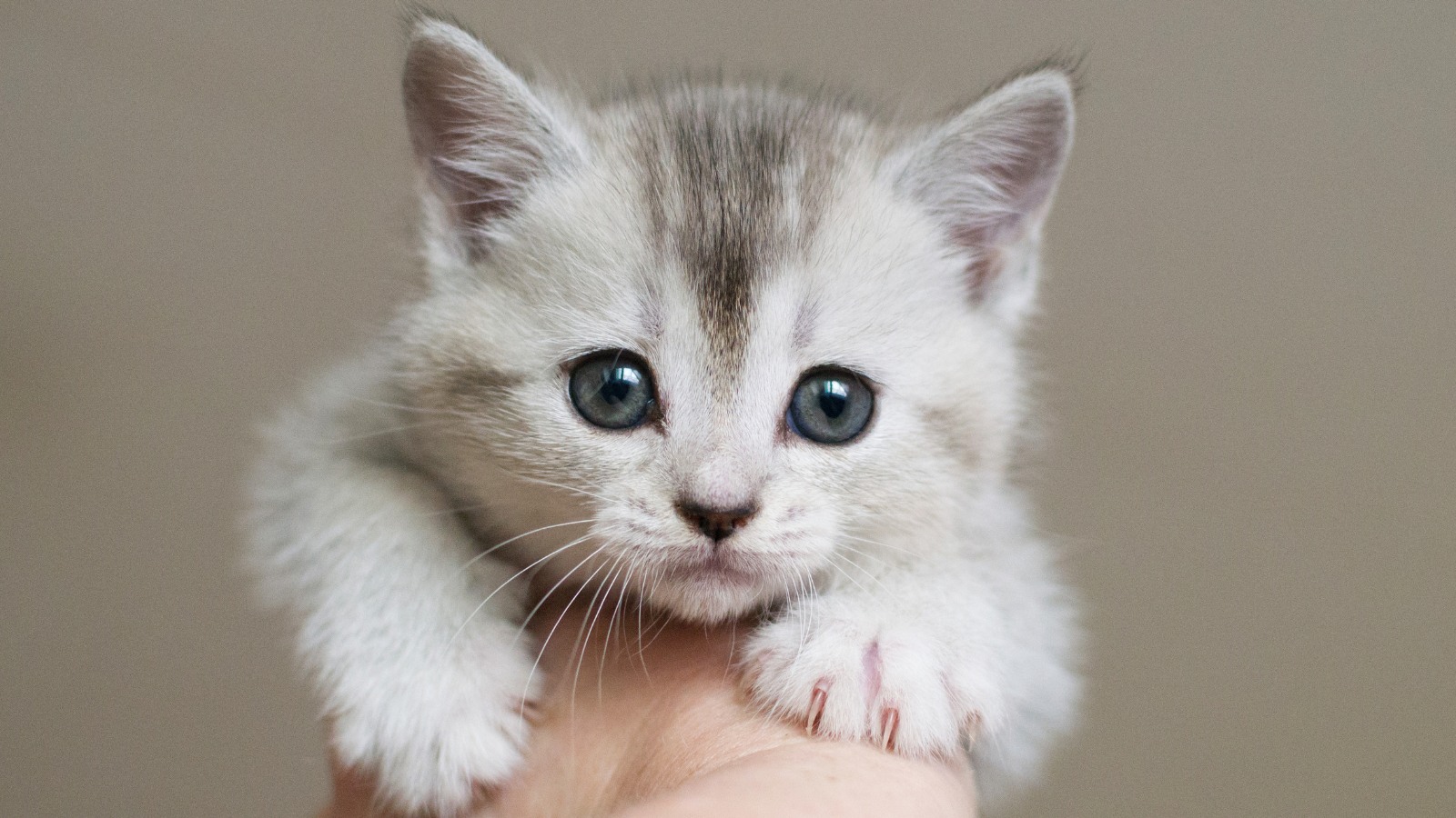 Young, light gray tabby kitten looking at camera and held in a hand