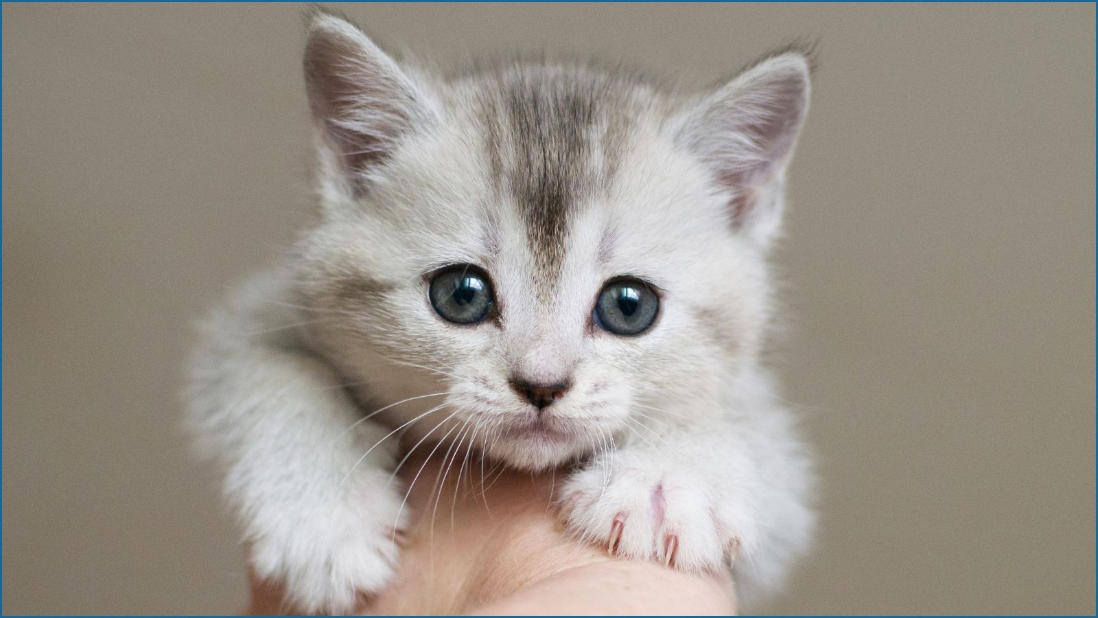 Young, light gray tabby kitten looking at camera and held in a hand