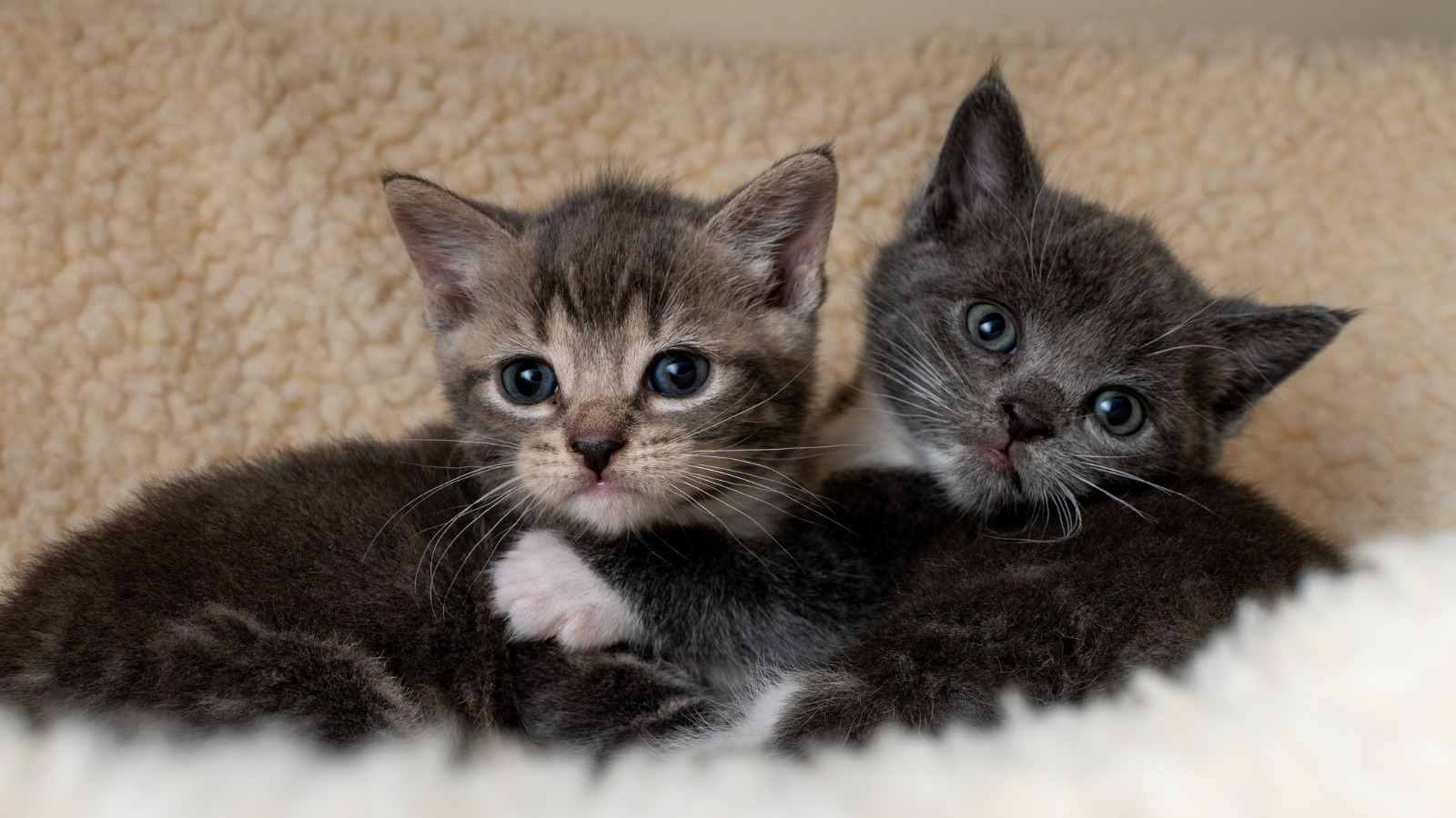 a brown tabby kitten and a gray tabby kitten lying together on a white fluffy bed