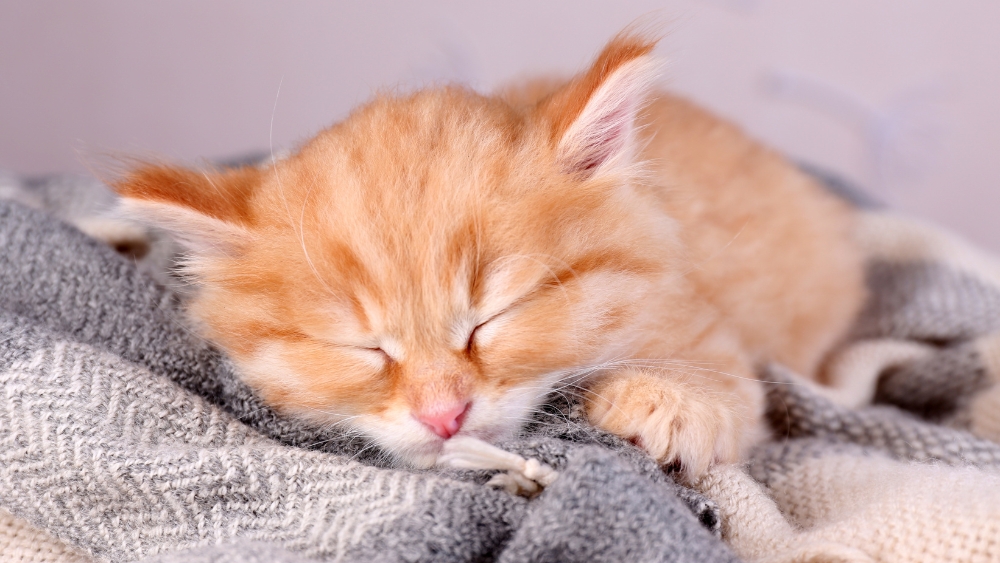 orange kitten with eyes closed and lying on gray blanket