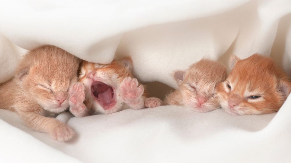 Four orange neonatal kittens in white blanket