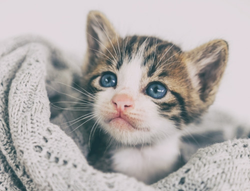 Common Eye Problems in Kittens