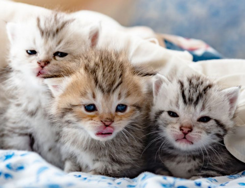 “Nursing” Gone Wrong: Cross-Sucking in Orphaned Kittens