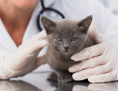 Understanding and Treating Feline Hemotropic Mycoplasma