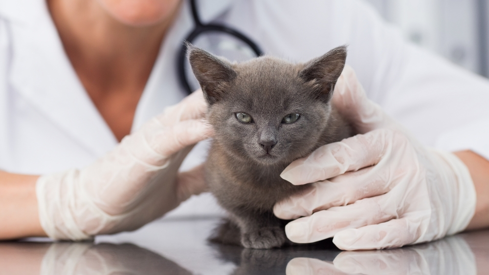 close up photo of grey kitten with veterinarian