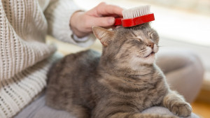 Person brushing cat's head
