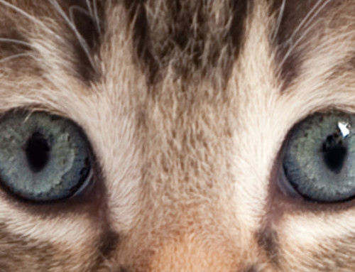 Kitten Vision: More Than Meets the Eye