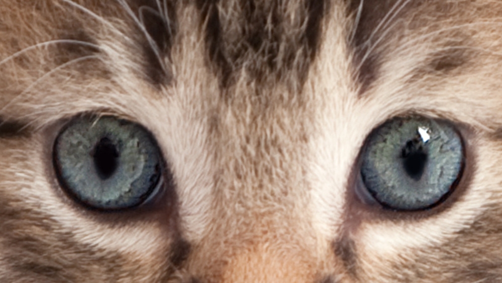 close up photo of blue kitten eyes