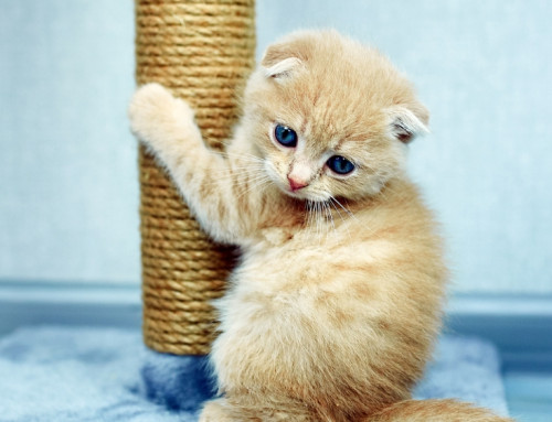 Good Kitty: Satisfying Your Kitten’s Need to Scratch and Saving Your Furniture