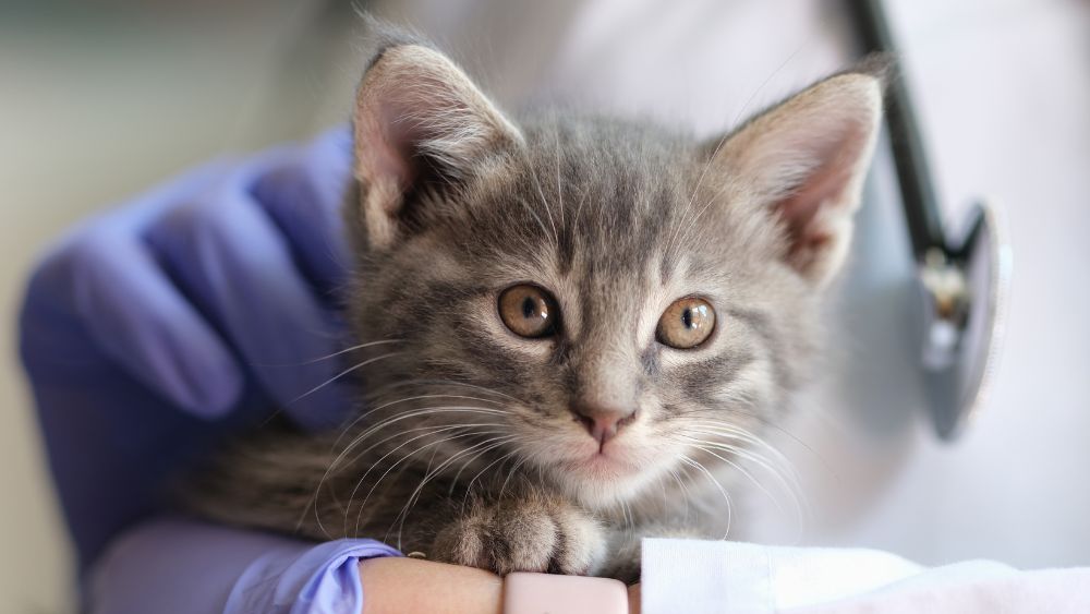 Closeup of gray kitten with veterinarian