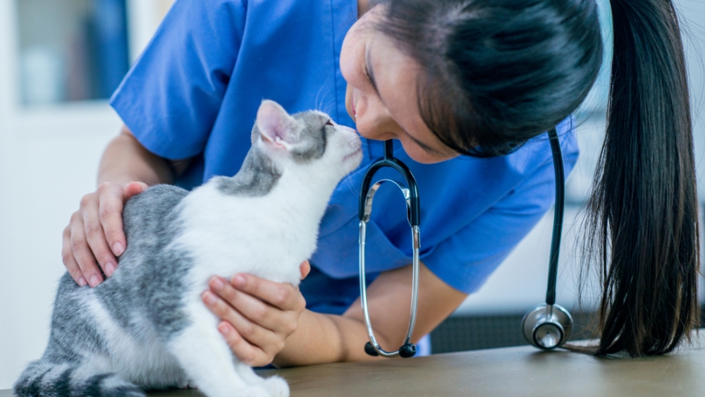 Veterinarian in blue scrubs nuzzling gray and white kitten who is on an exam table
