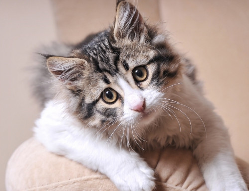 Diagnosing and Treating Kittens with Congenital Hypothyroidism