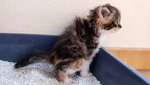 Calico kitten straining in litter box.