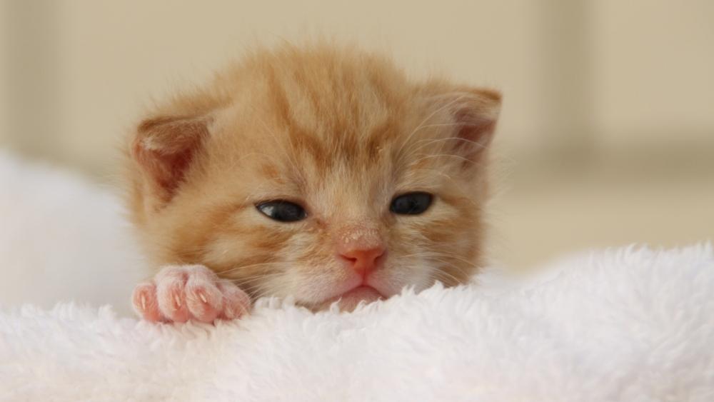 images of kittens