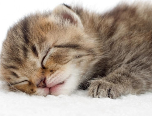 Understanding and Defeating Fading Kitten Syndrome
