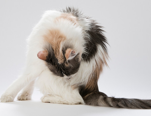 Hairballs and Vomiting…What’s It All About?