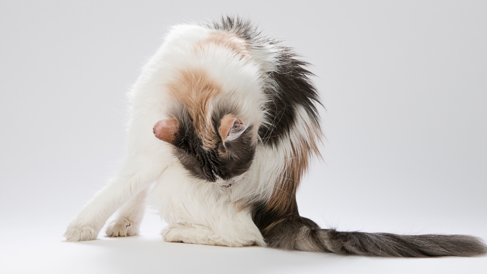 calico cat grooming herself