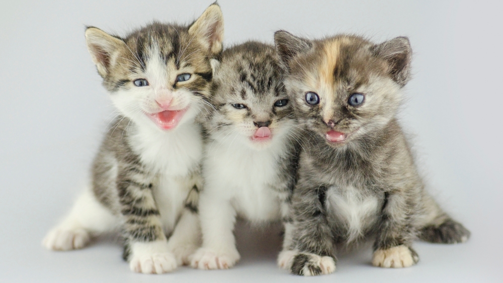 two tabby and white and one tortie neonatal kittens mewing