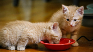 two orange kittens eating from red bowl