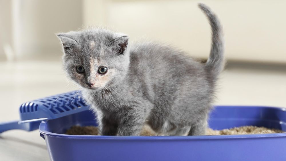 gray kitten in litter box