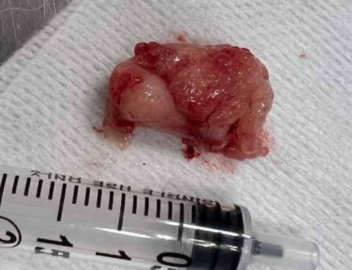 Nasopharyngeal Polyps in Kittens and Cats
