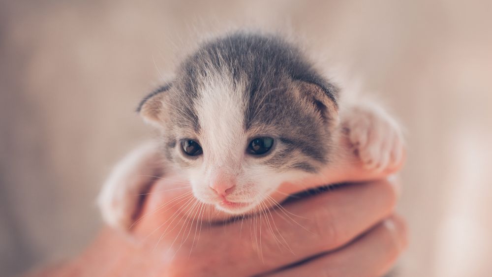 closeup photo of hand holding white and gray neonatal kitten