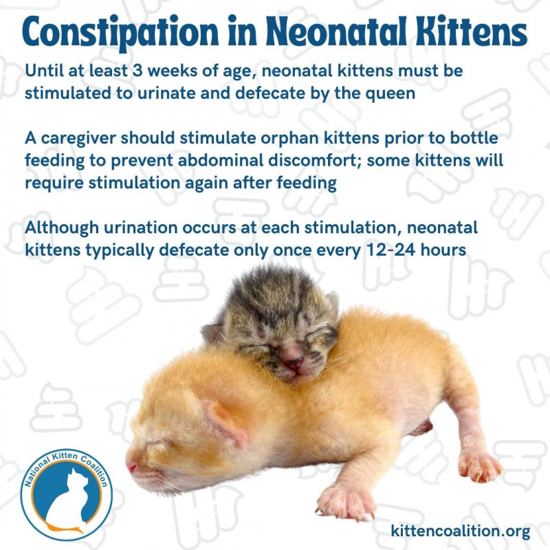 Understanding the Causes and Treatment for Constipation in Kittens