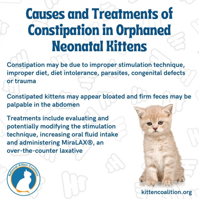 Understanding the Causes and Treatment for Constipation in Kittens