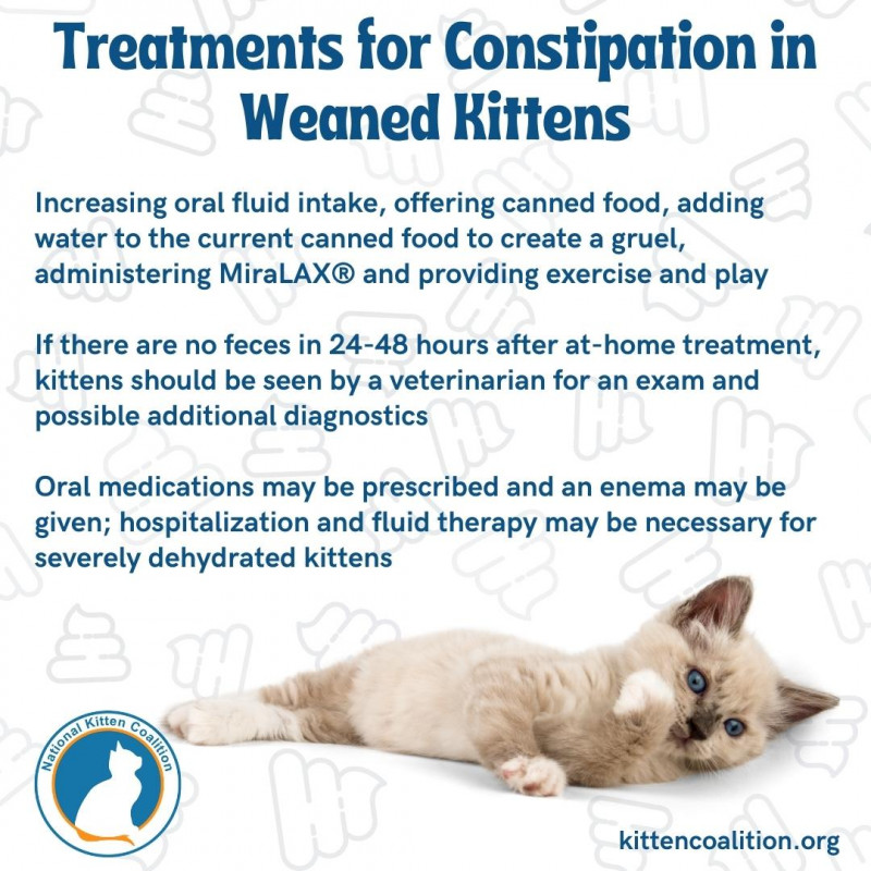 Understanding the Causes and Treatment for Constipation in Kittens