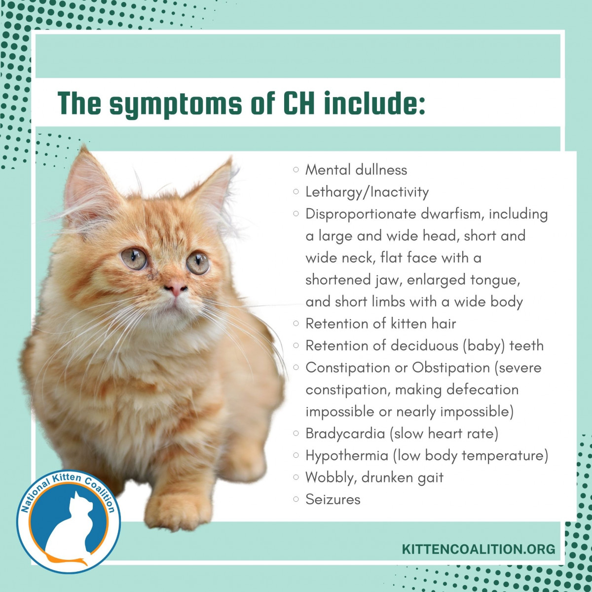 Diagnosing and Treating Kittens with Congenital Hypothyroidism